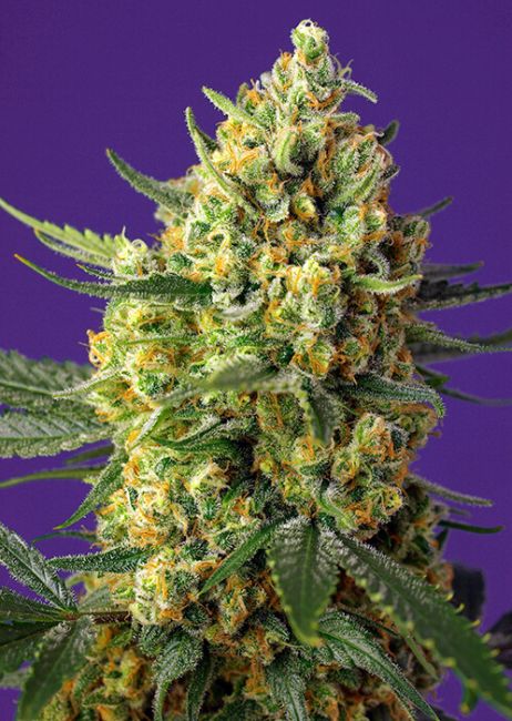 Crystal Candy XL Auto Feminised Seeds - 3