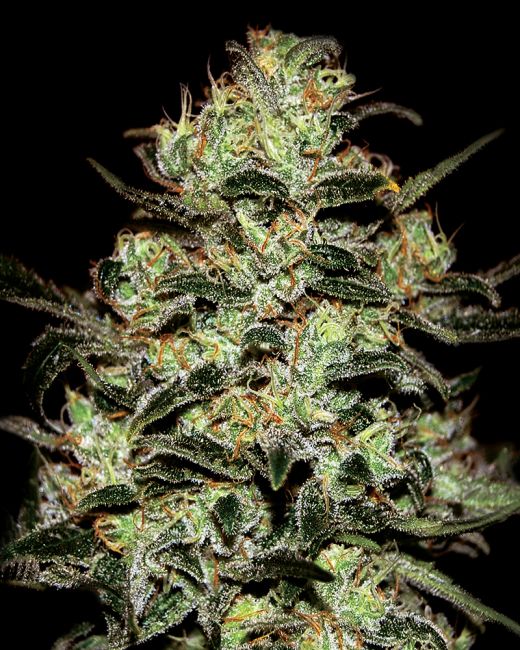 Moby Dick Feminised Seeds - 5