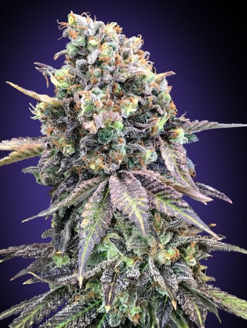 Purple Punch Feminised Seeds - 5