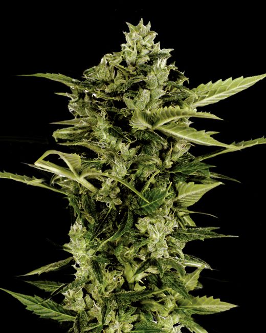 Auto-Bomb Feminised Seeds - 10