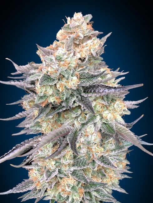 Blue Dream Feminised Seeds - 5