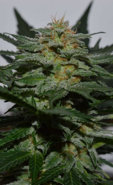 SweetBerry Cough Auto Feminised Seeds - 3