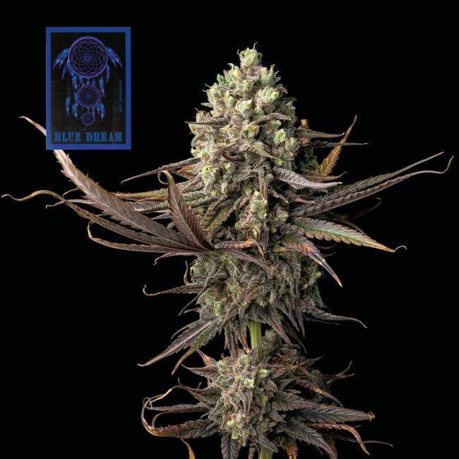 Blue Dream Feminised Seeds - 3