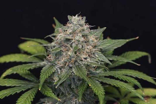 Super Pineapple Haze Feminised Seeds - 3