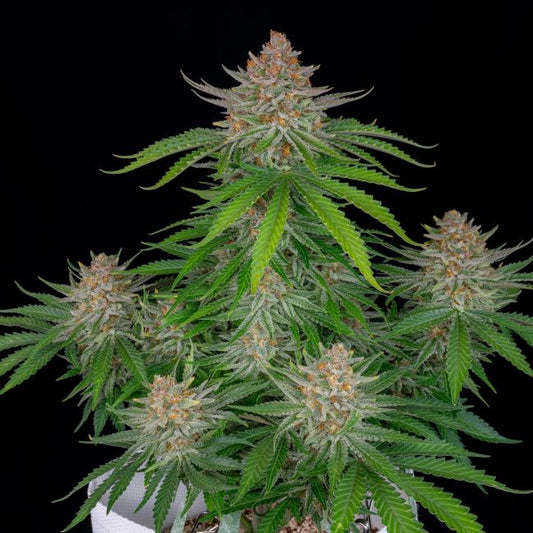 Strawberry Pie Auto Feminised Seeds - 5