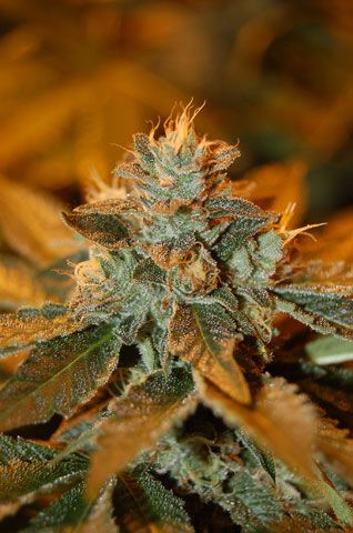 Cataract Kush Feminised Seeds - 3