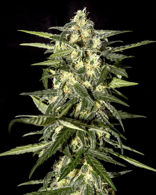 Jack Herer Auto Feminised Seeds - 10