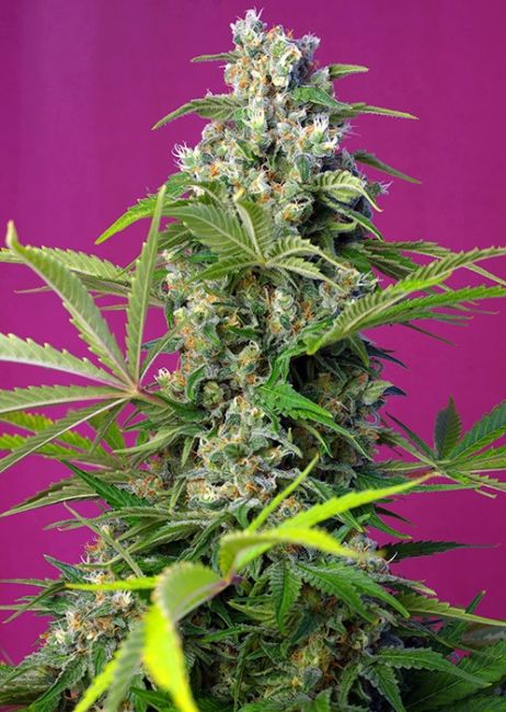 Gorilla Girl Feminised Seeds - 3