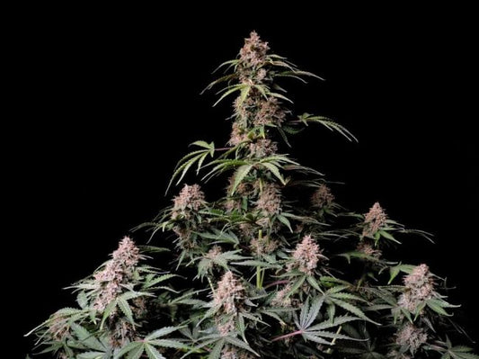 Amnesia Zkittlez Auto Feminised Seeds - 5