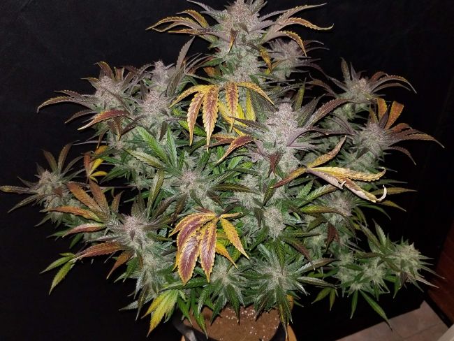 Cream Cookies Auto Feminised Seeds - 3