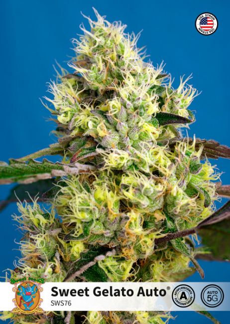 Sweet Gelato Auto Feminised Seeds - 3