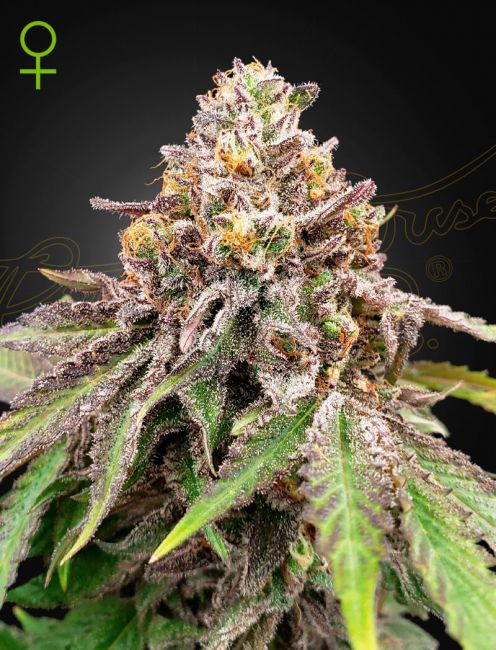 Blue Haze x Gelato 41 Auto Feminised Seeds - 10