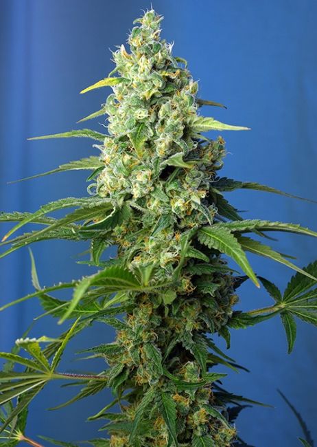 Honey Peach CBD Auto Feminised Seeds - 3