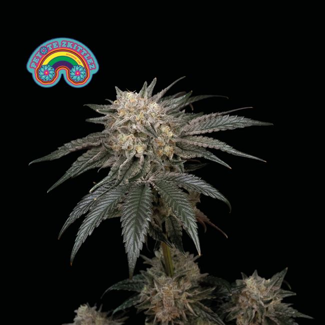 Peyote Zkittlez Feminised Seeds - 5