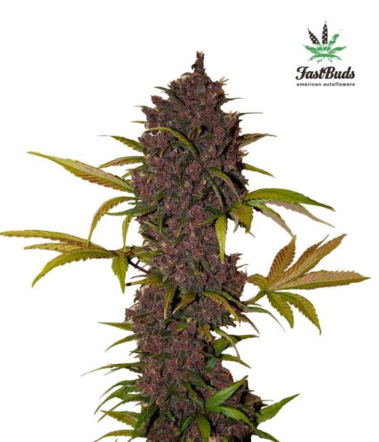 LSD-25 Auto Feminised Seeds - 3