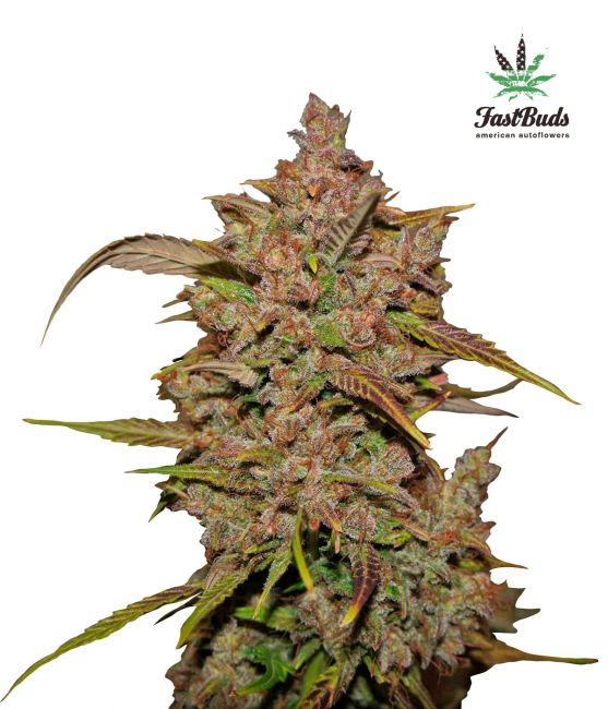 Crystal METH Auto Feminised Seeds - 3