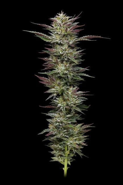 Nutter Budder Feminised Seeds - 5