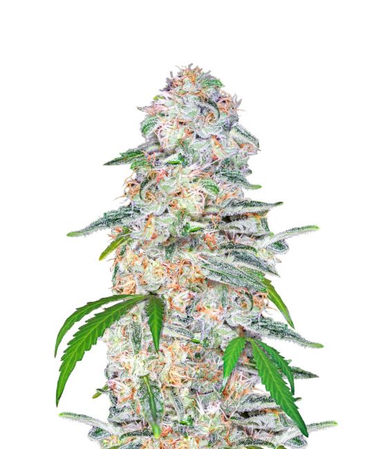 Blue Dream Auto Feminised Seeds - 5