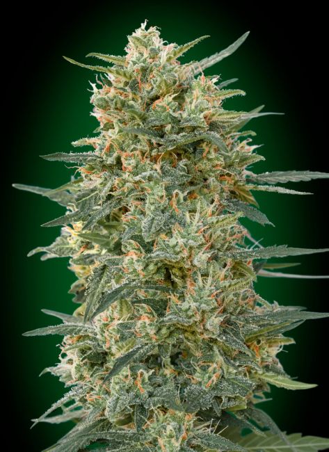 Gorilla FAST Feminised Seeds - 5