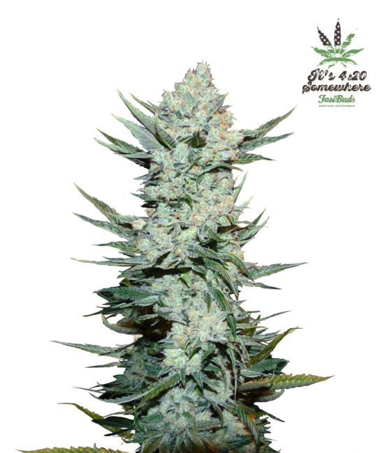 Tangie 'Matic Auto Feminised Seeds - 3