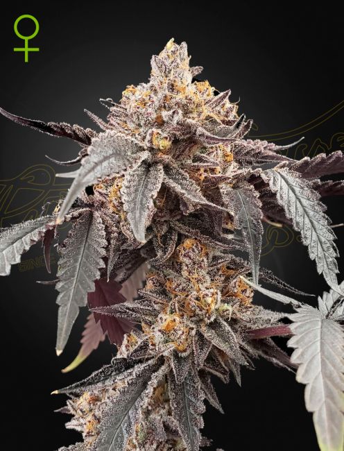 Guava x Gelato 41 Auto Feminised Seeds - 10