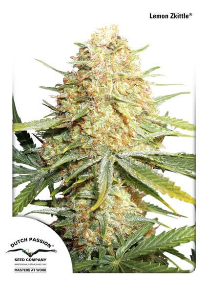 Lemon Kix (Lemon Zkittle) Auto Feminised Seeds - 3