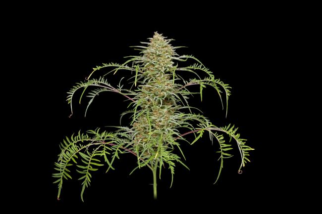 Freakshow Feminised Seeds - 5