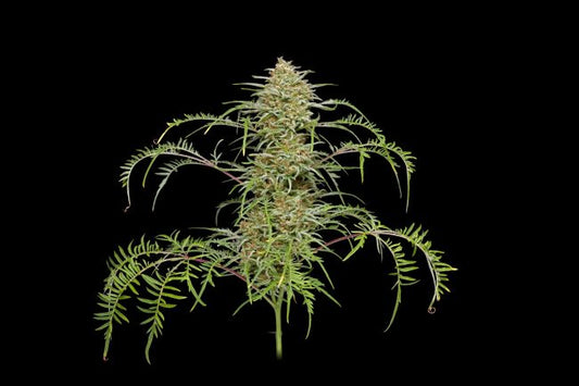 Freakshow Feminised Seeds - 5