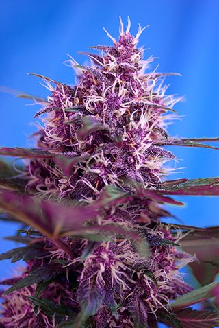 Red Poison Auto Feminised Seeds - 3