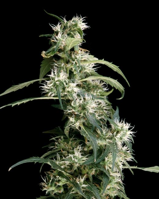 Arjan's Ultra Haze #2 Feminised Seeds - 10