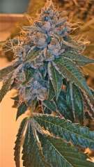 Kosher Kush Feminised Seeds - 3