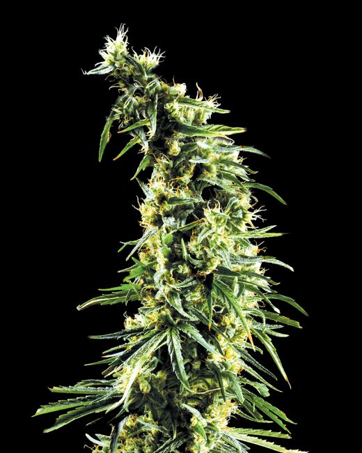 Hawaiian Snow Feminised Seeds - 10