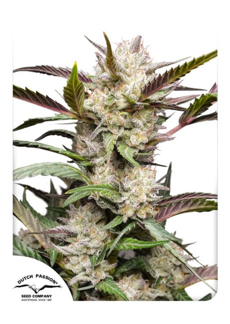 Mimosa Punch Auto Feminised Seeds - 3