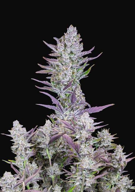 Wedding Glue Auto Feminised Seeds - 5