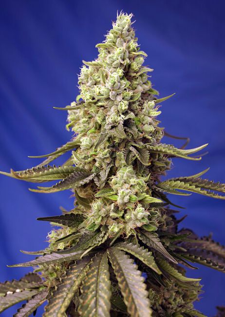 Runtz XL Auto Feminised Seeds - 3