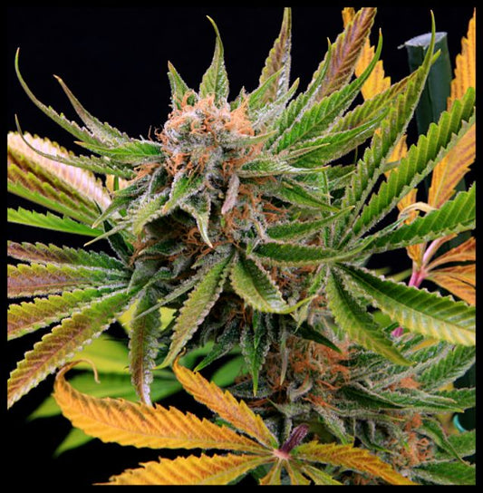 Mothertongue Regular Seeds - 6