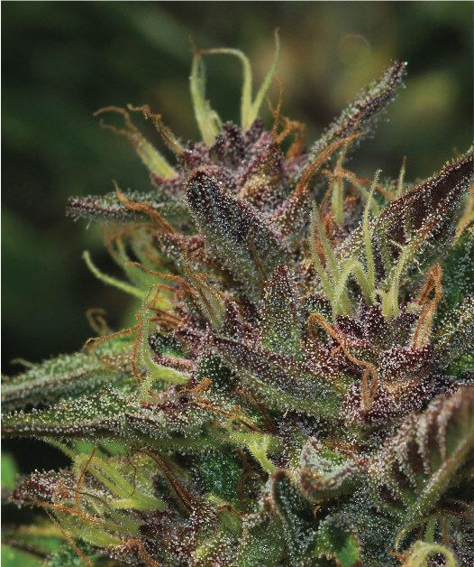 Blueberry Muffin Feminised Seeds - 5