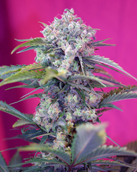 Cream Mandarine Auto Feminised Seeds - 3