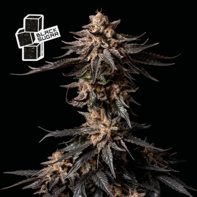 Black Sugar Feminised Seeds - 5