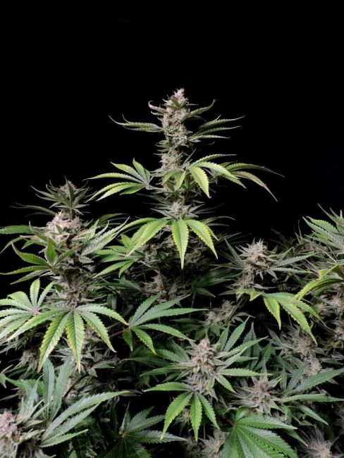 Cherry Cola Auto Feminised Seeds - 5