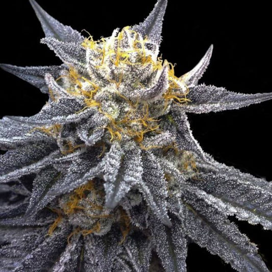 SSOG Feminised Seeds (Crockett Family Farms) - 6