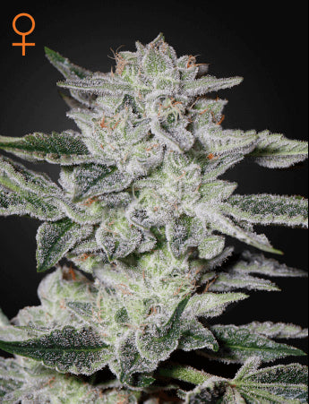 Sweet Valley Kush Feminised Seeds - 10