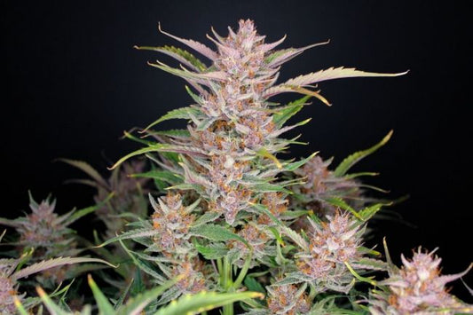 Gorilla Punch Auto Feminised Seeds  -5