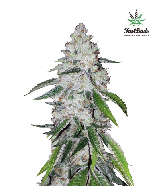 West Coast O.G. Auto Feminised Seeds - 3