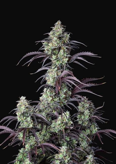 Mimosa Cake Auto Feminised Seeds - 5