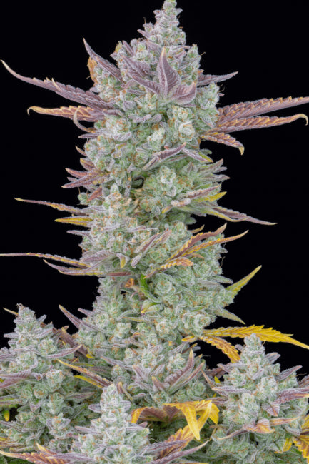 Gorilla Cookies Auto Feminised Seeds - 5