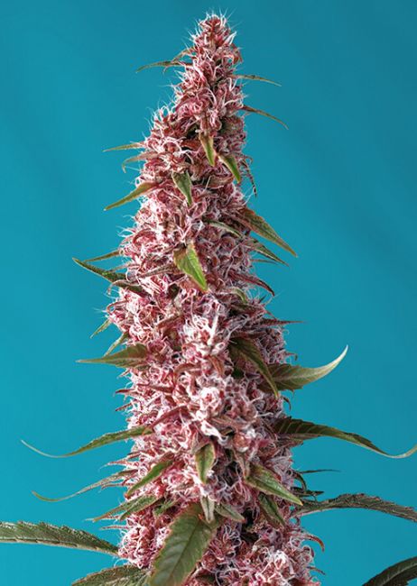 Red Pure CBD Auto Feminised Seeds - 3