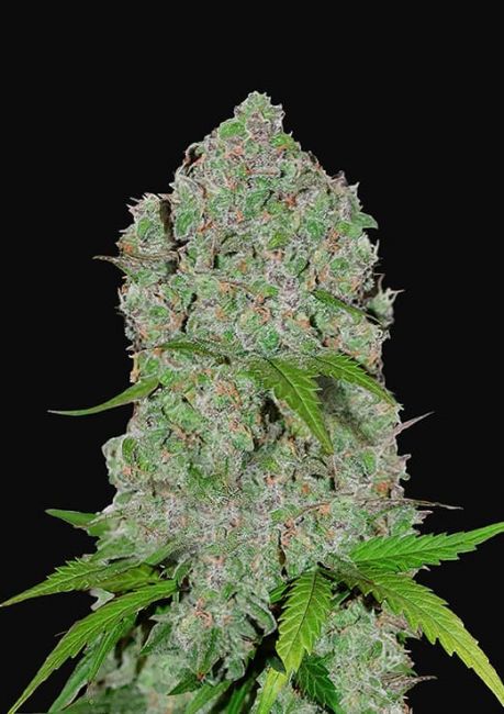 Orange Sherbet Auto Feminised Seeds - 5