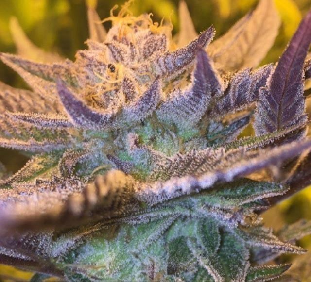 Girl Scout Cookies Auto Feminised Seeds - 5