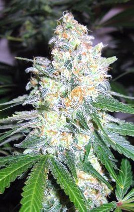 Diesel Berry Cough Feminised Seeds - 5